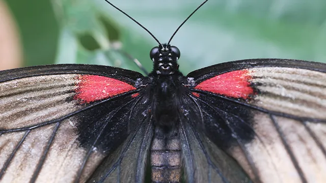 Canon RF 100 mm f2.8L Macro IS USM – slika 4