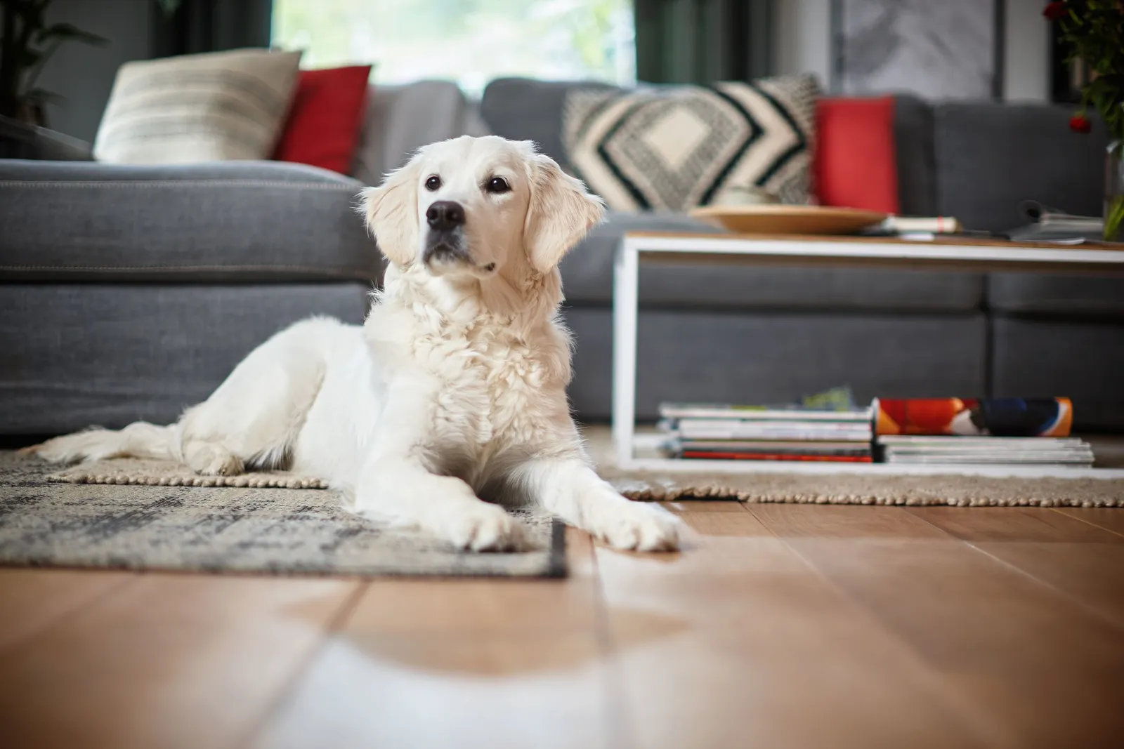 Philips SmartPro Active FC8812/01 robot vacuum – slika 7