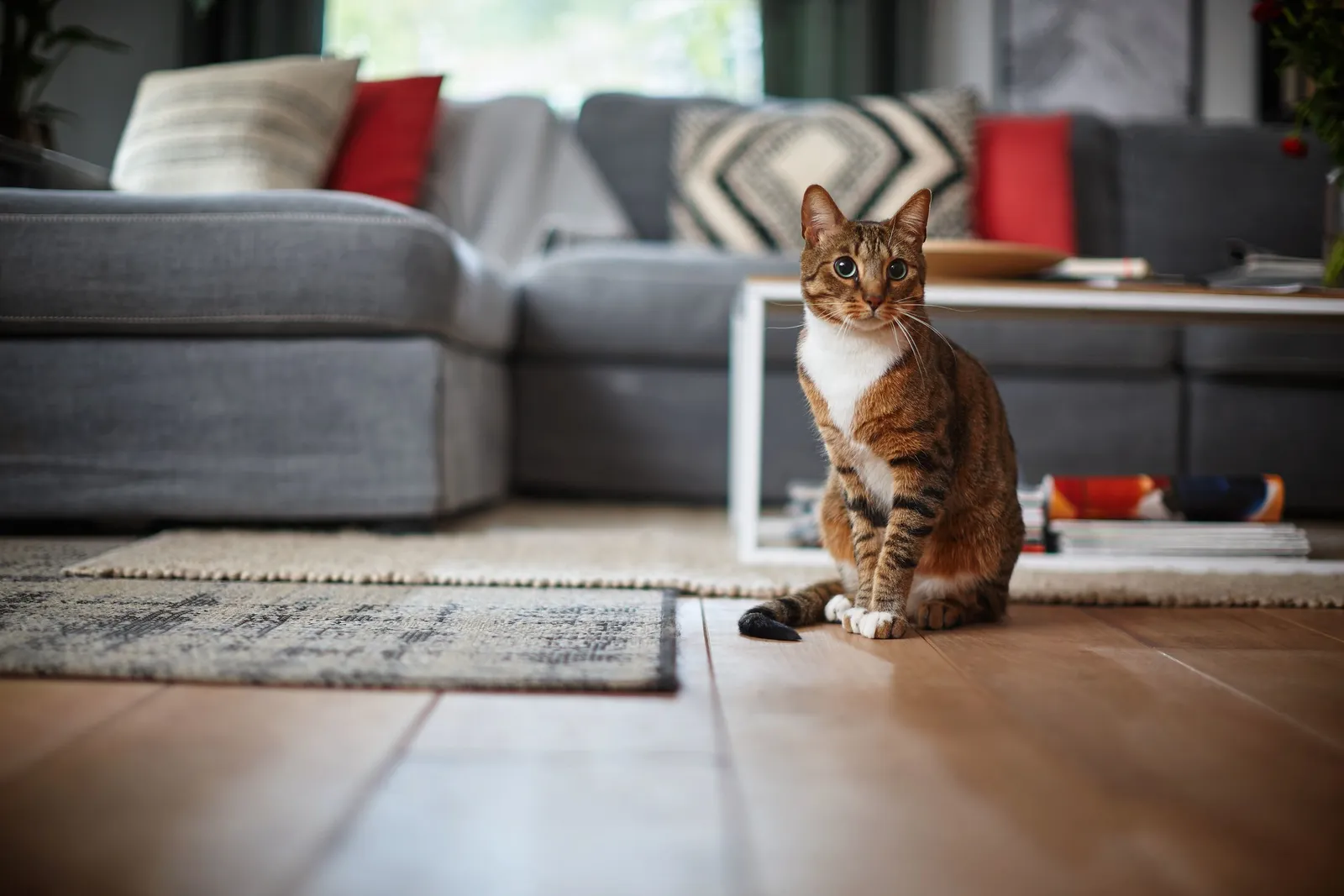 Philips SmartPro Active FC8812/01 robot vacuum – slika 6